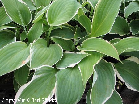 Hosta Tarhafunkia-Ryhm 'Fringe Benefit', jalokuunlilja